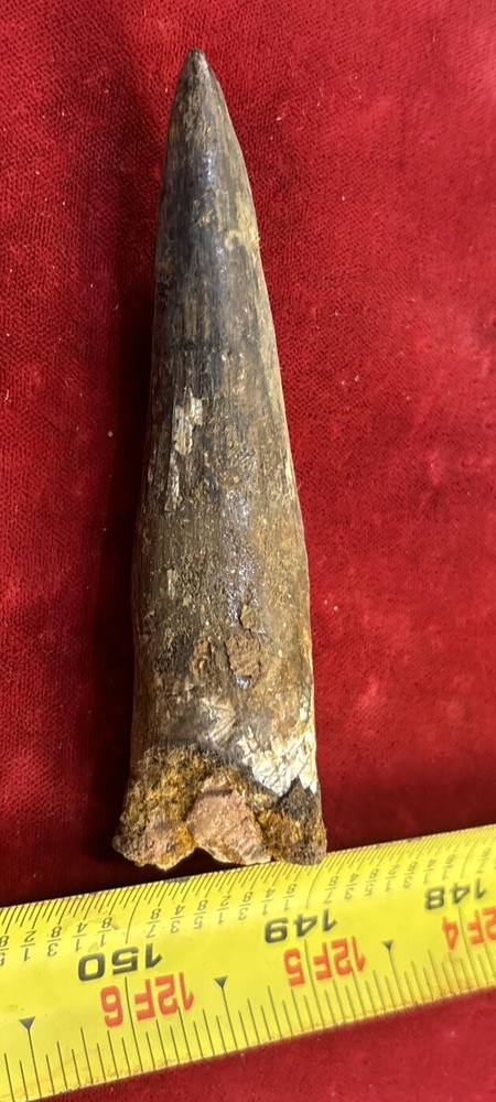 3 1/2 inch spinosaurus tooth