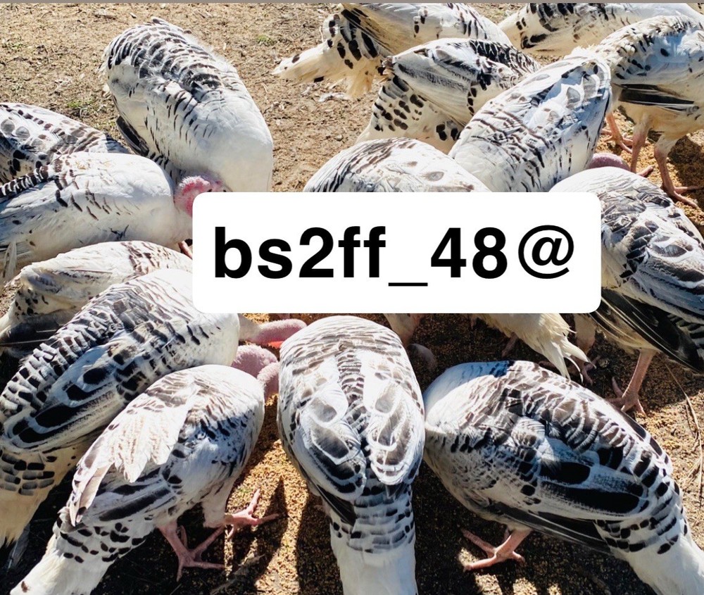 3 Royal Palm Turkey Hatching Eggs