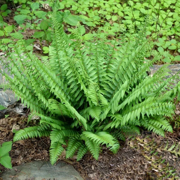 Christmas Fer (Polystichum Acrostichoides) Bare-root