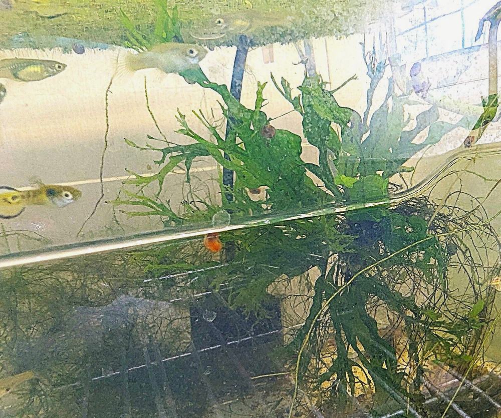 PK Endlers - Windelov Java Fern (Microsorum Pteropus) - YOU CHOOSE OPTIONS