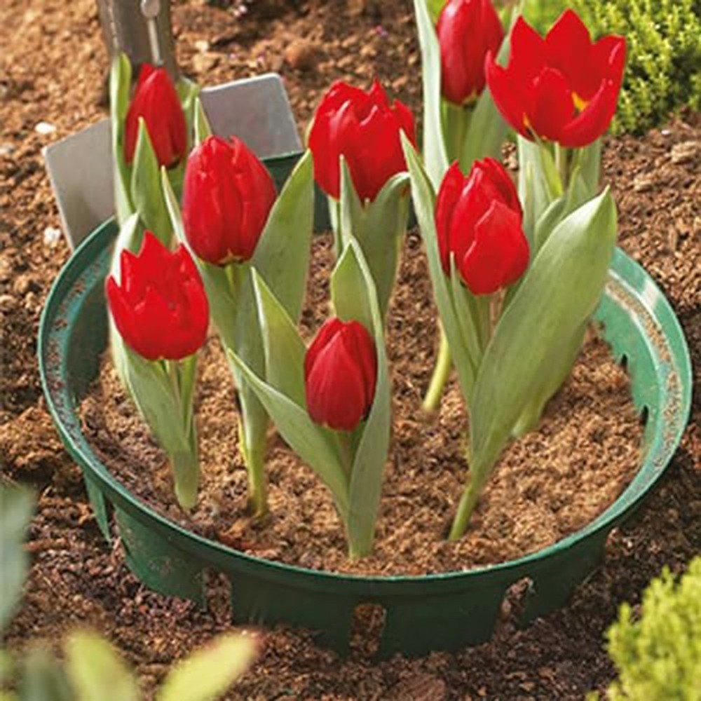Practical 6pcs Green Plant Baskets for Various For Flower Bulb Projects