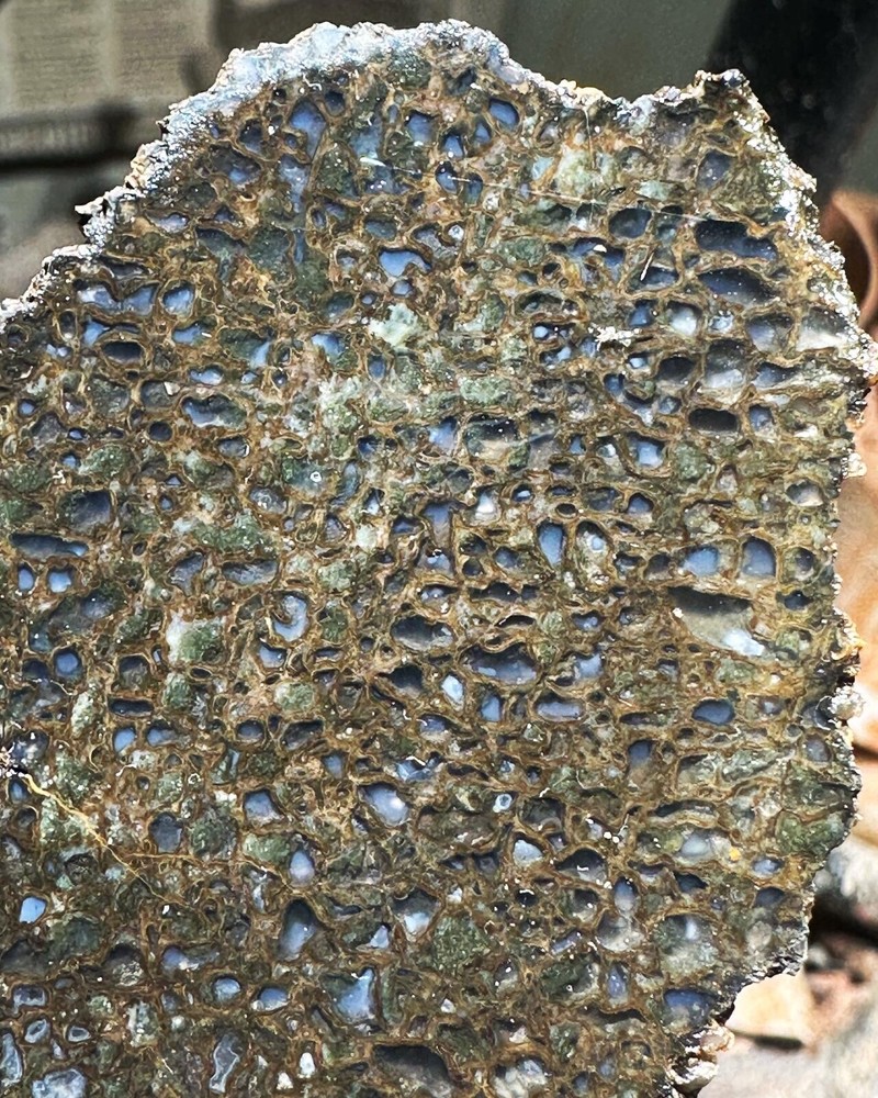 Dinosaur bone rough hxtled end cut.