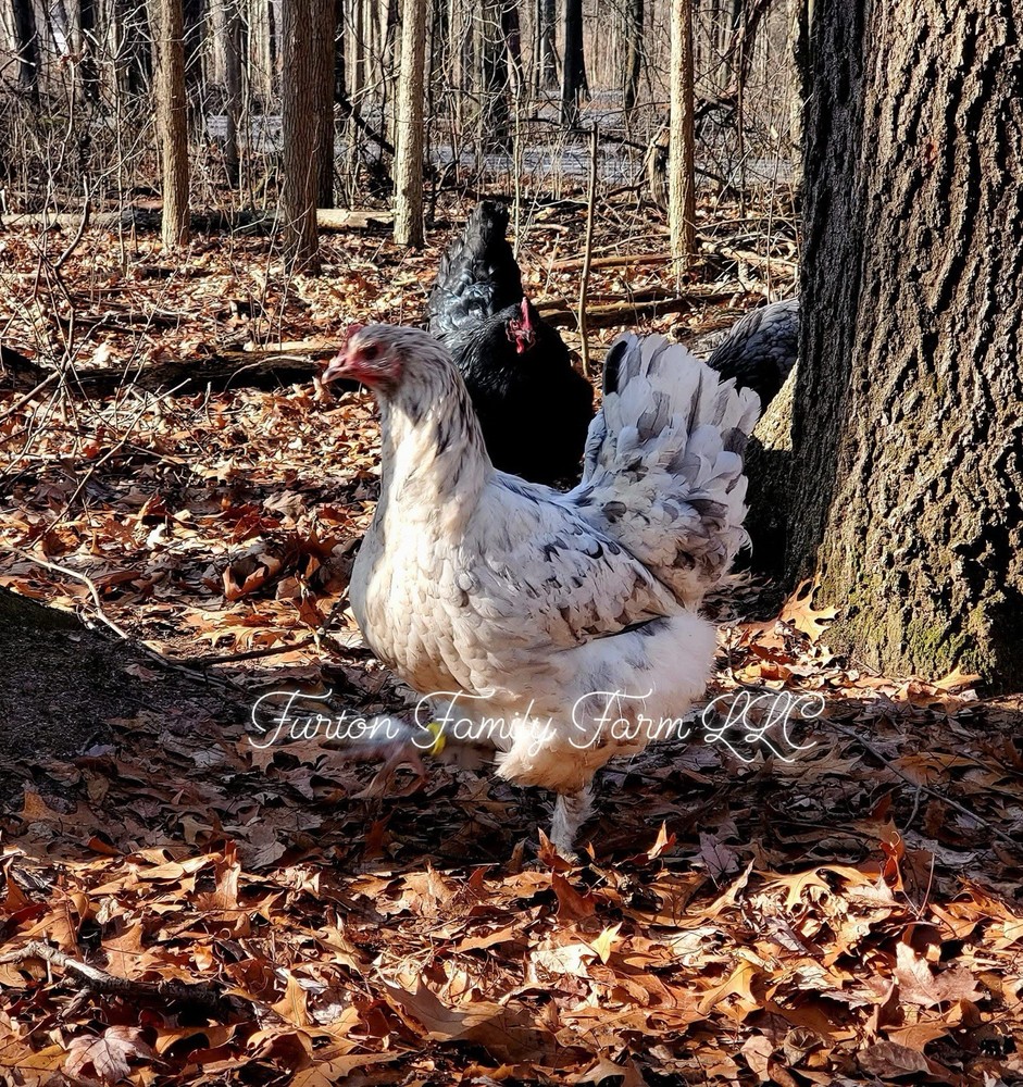 12+ Langshan Blue, Black, Splash Hatching Chicken Eggs