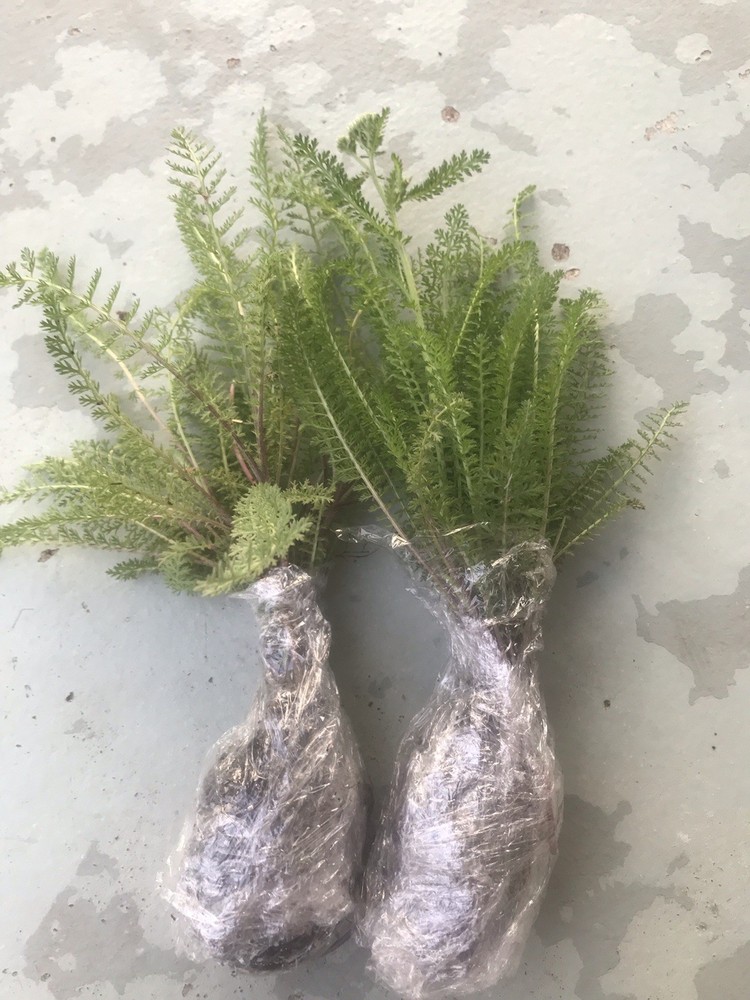 4 yarrow plants （two different colors）
