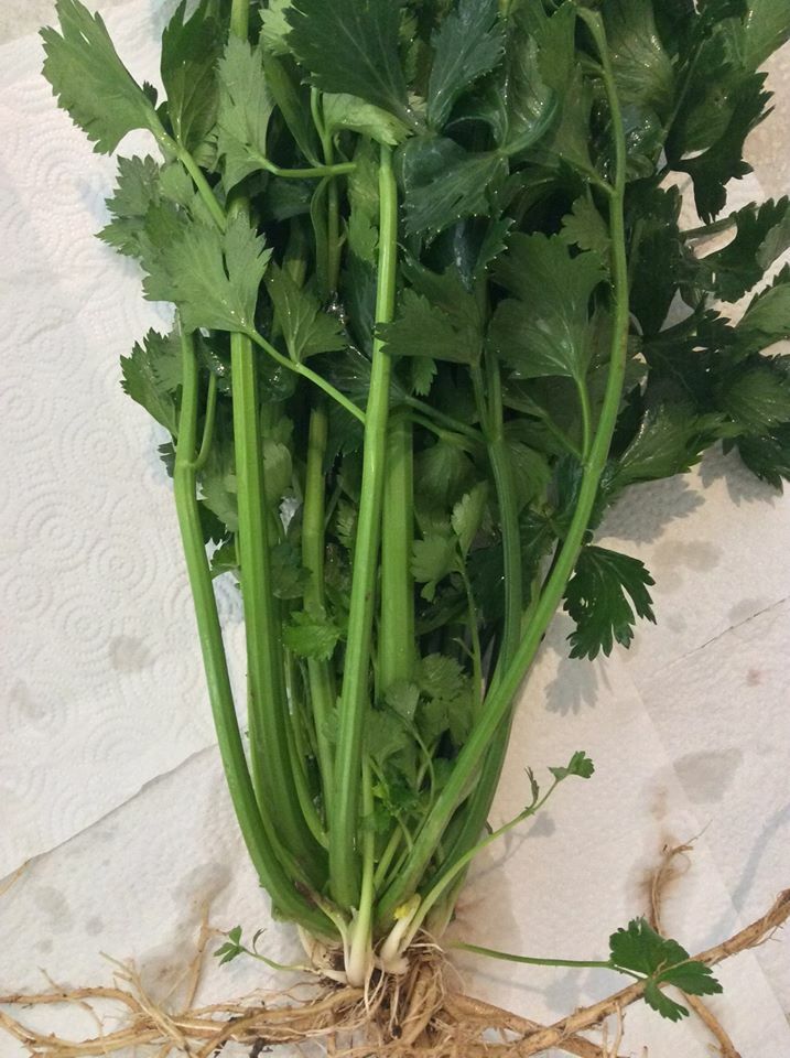 *Check Allowed States* 12+ True Celery Plants Bare Roots Transplant Young Live