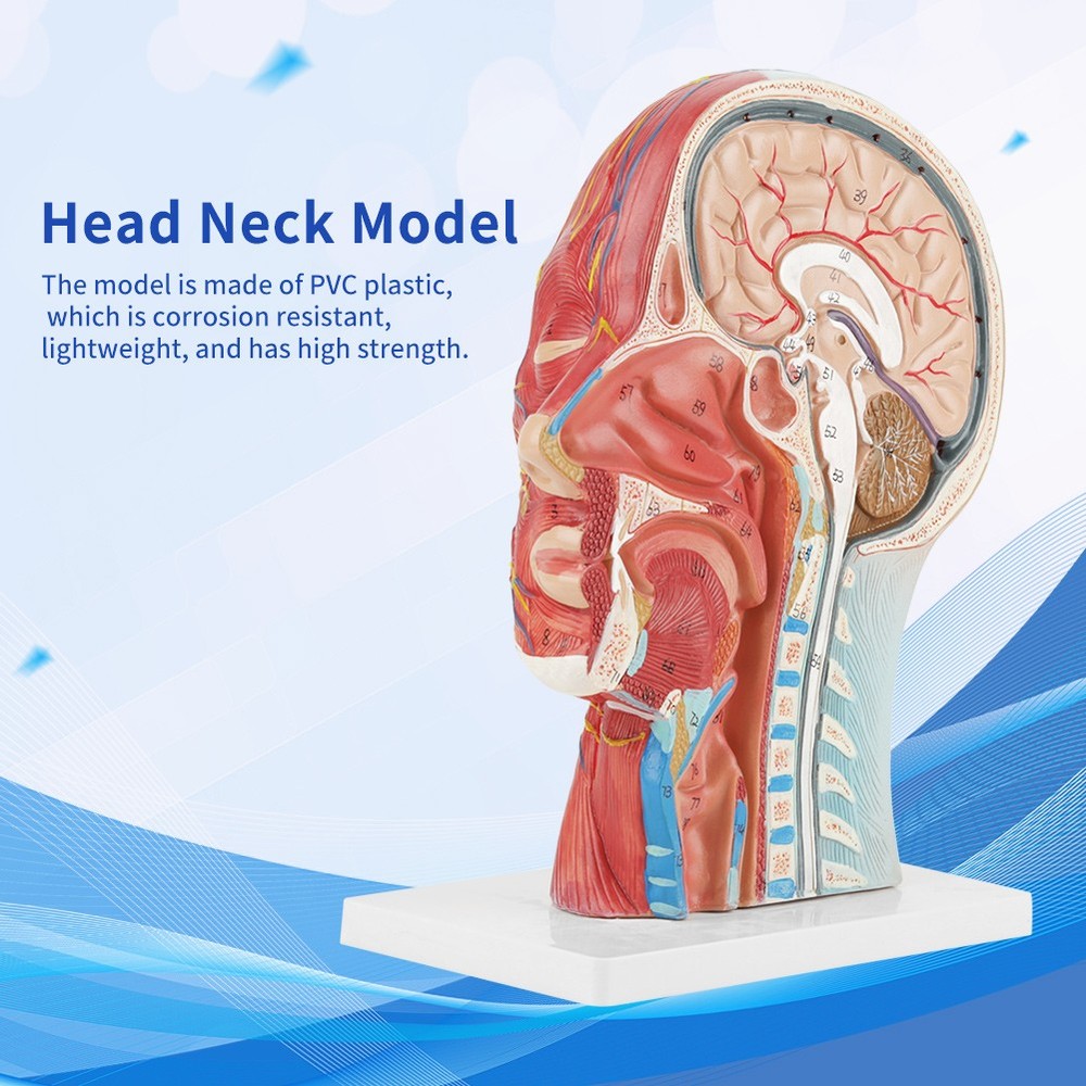 Anatomical Life Size Head Brain Neck Section Study Model New