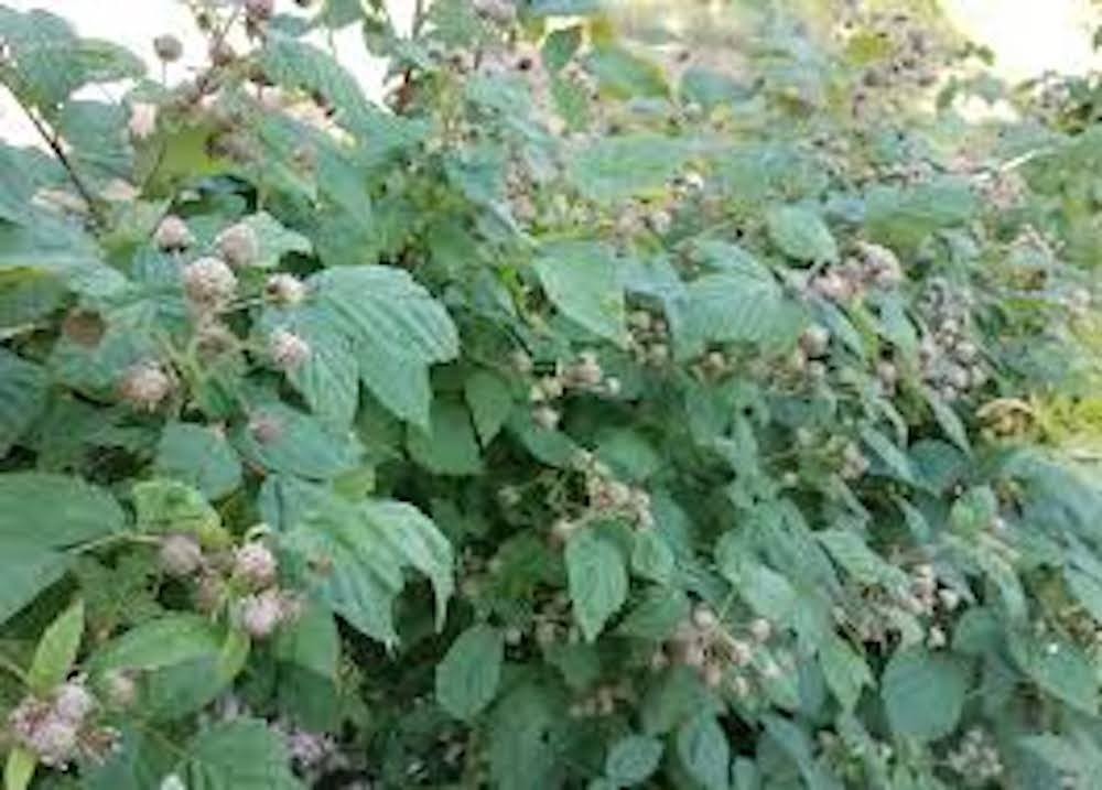 5 Glencoe Raspberry Plant Thornless Purple Raspberry Starter Plug