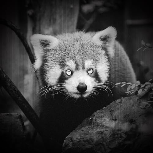 850nm IR Illuminator Night Vision Flashlight, Infrared Light for Cameras & Devic