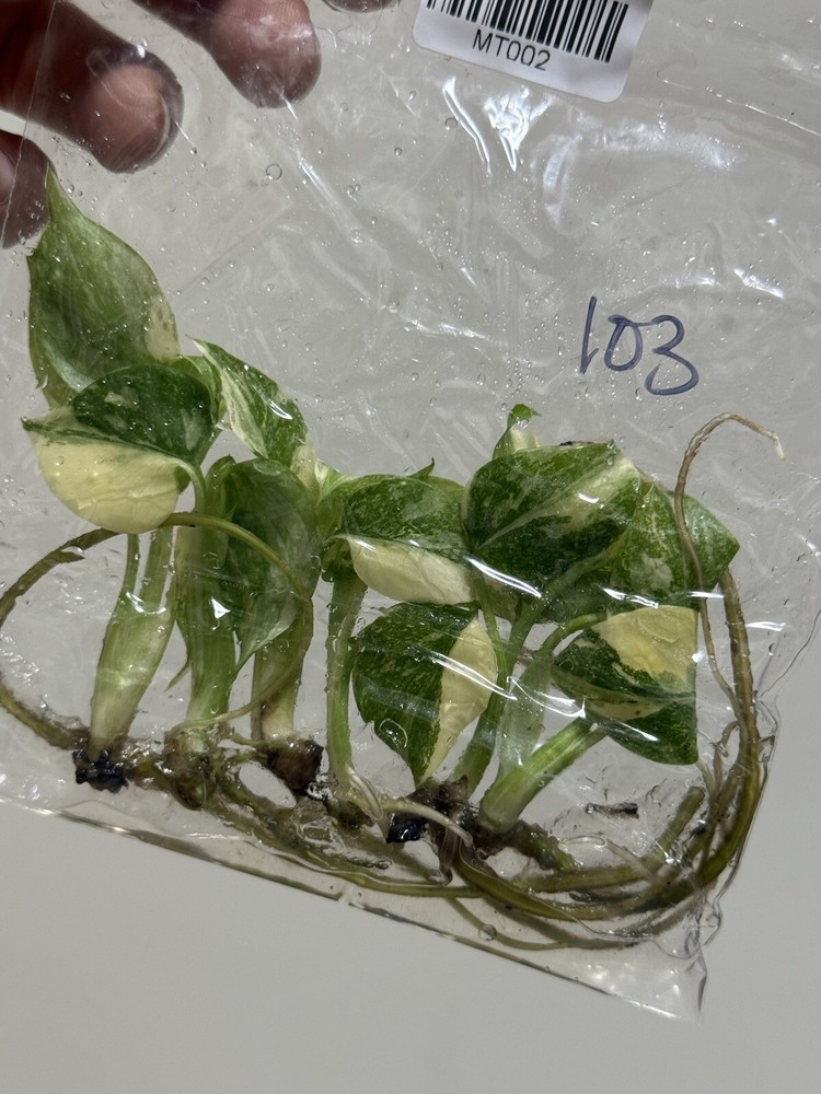 6 Variegated Monstera Thai Constellation TC Bag