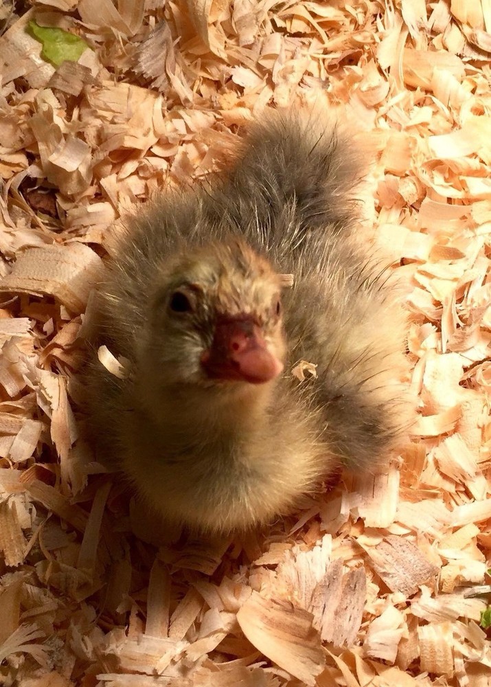 1 SEBASTOPOL Mixed Color including White & Saddleback Fully Curly HATCH EGGS