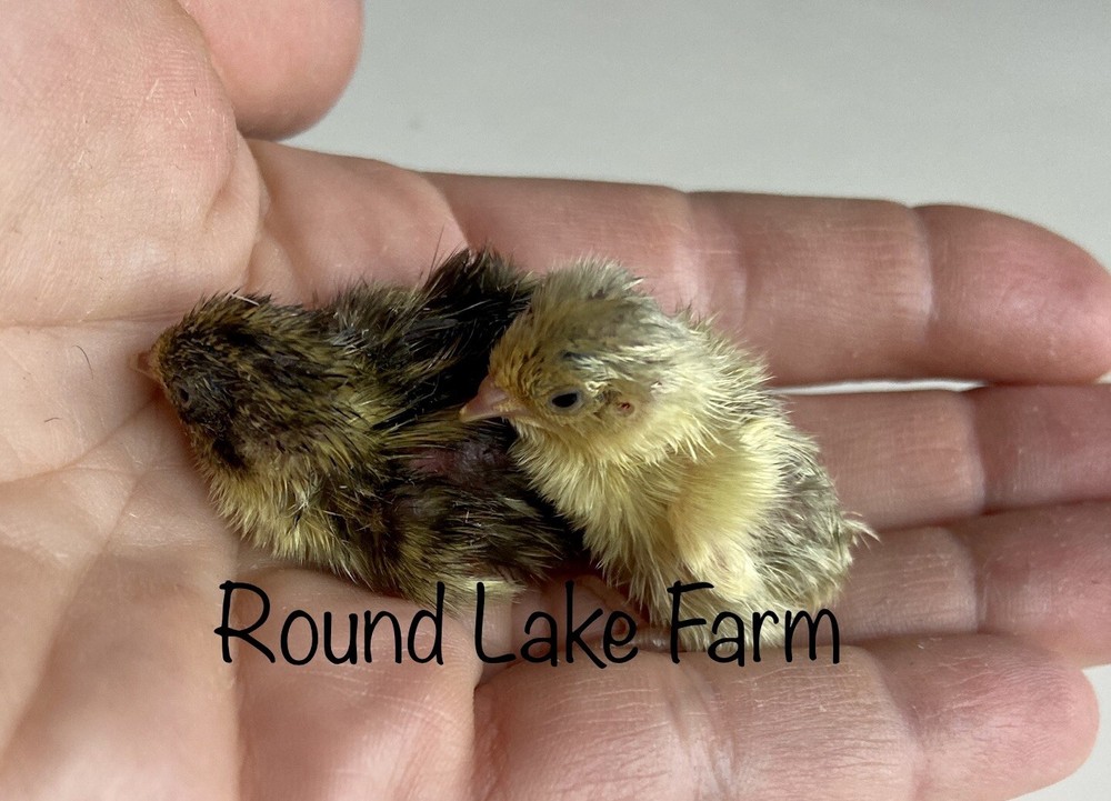 18 Button Quail Hatching Eggs