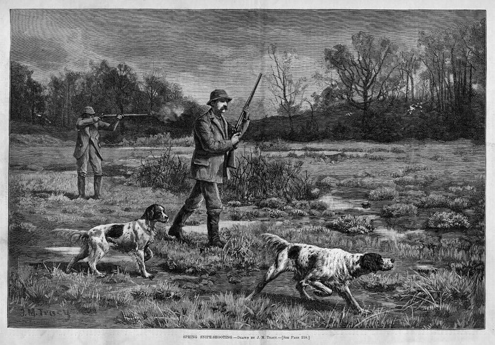 HUNTING, SPRING SNIPE-SHOOTING, DOGS POINTER, HUNTING