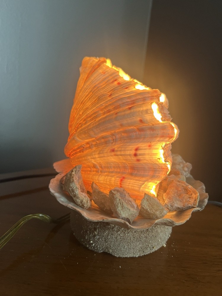 Clam Shell Lamp Accent Night Light