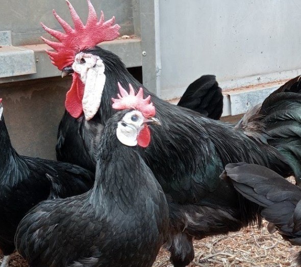 White Face Black Spanish Hatching Eggs 6