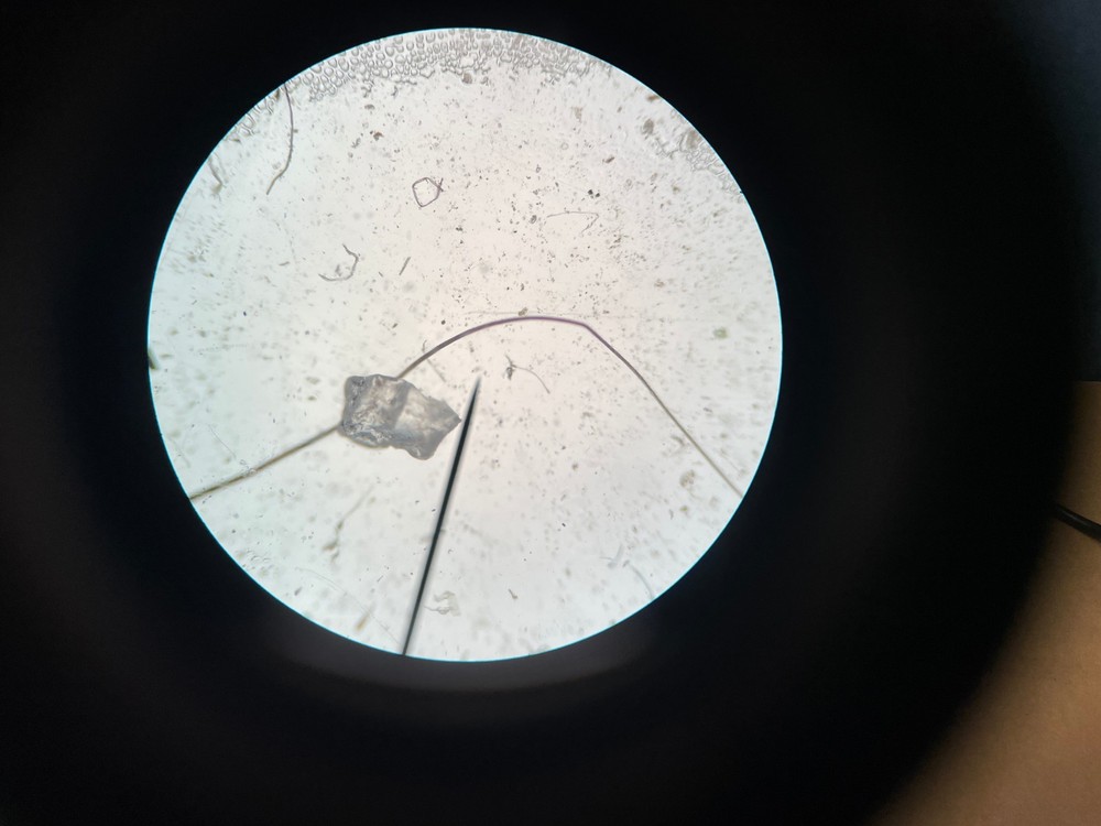 Wolfe Carolina Contour Binocular Microscope Steroscope With 4 Objective lenses