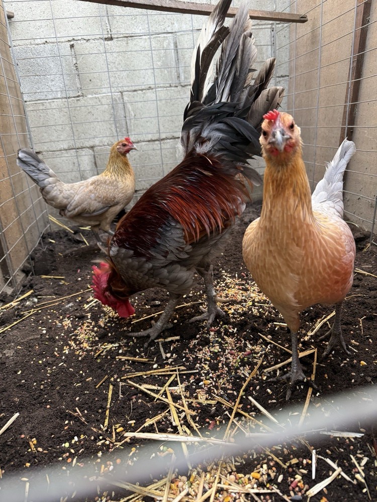 Blue Miner Hatching Eggs 6