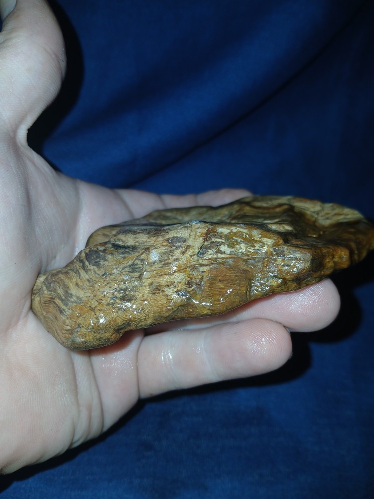 6.oz Petrified Palm Wood