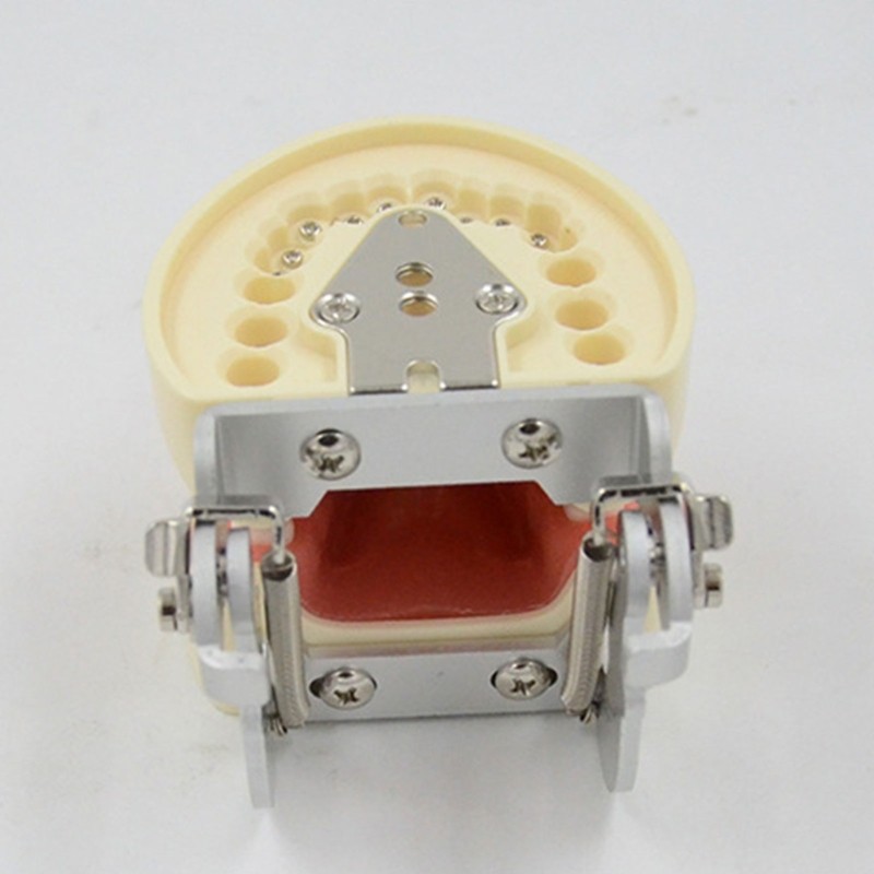 Teeth Model Teaching Model Soft Gums Removable 32 Teeth, for Dentistry Students