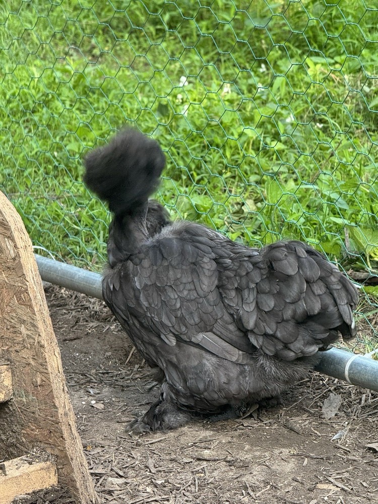 10 “Who’s Your Daddy?” Hatching Chicken Eggs 🤍