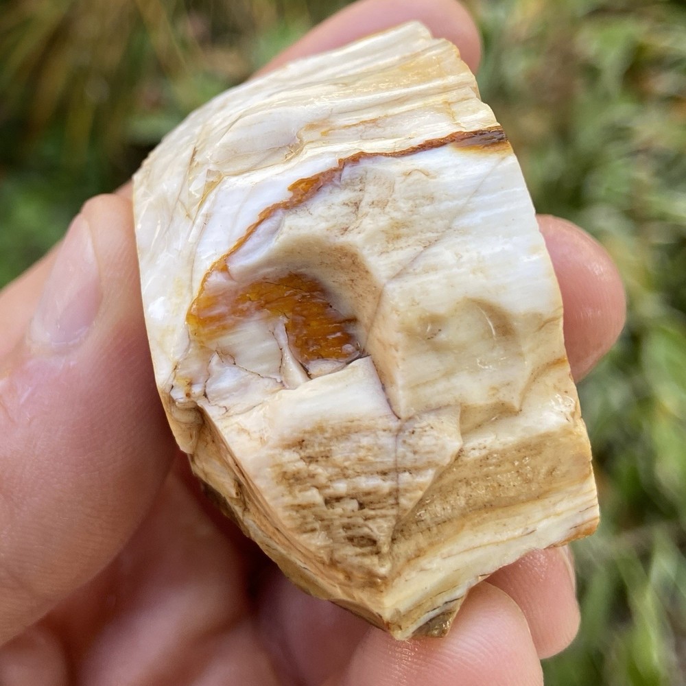 White Agatized Petrified Wood Rough 2.79 Oz