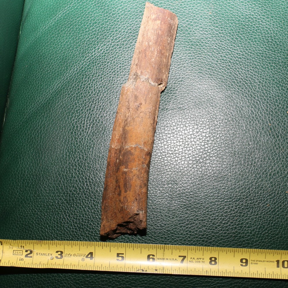 Dinosaur Rib Section Bone Authentic Fossil - Hell Creek Formation BEAUTIFUL
