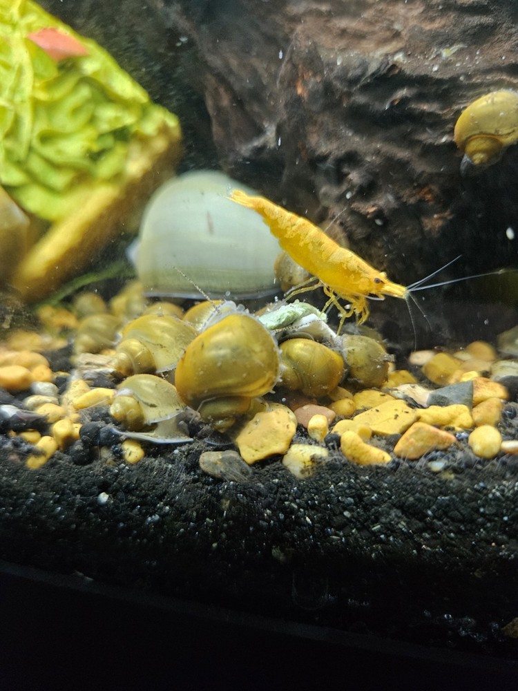 BLUE MYSTERY SNAILS!!!! 10PK
