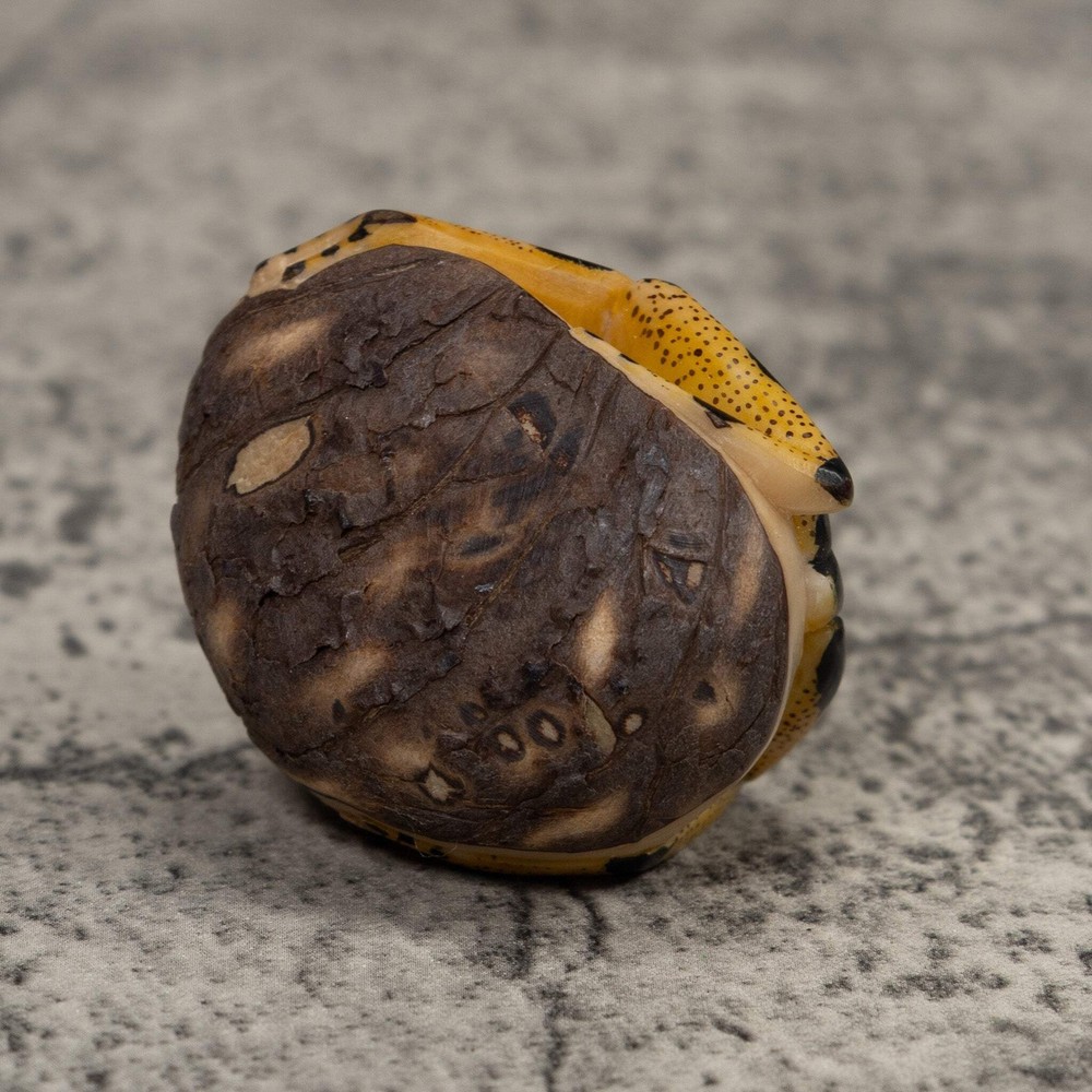 Poison Dart Frog Tagua Carving