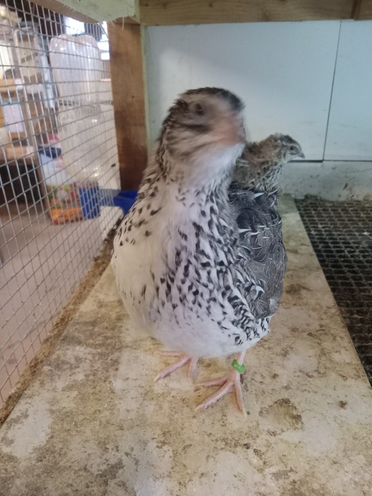 12 Falb Fee Coturnix Quail Hatching Eggs