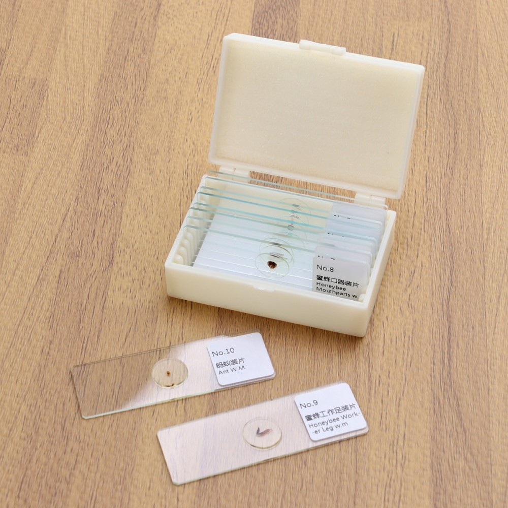 10 PCS/Set Microscope Slide Kit Microscopic Lab Kids Slides with Specimens