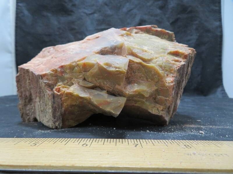 Petrified Wood 6 lbs & 13 ozs