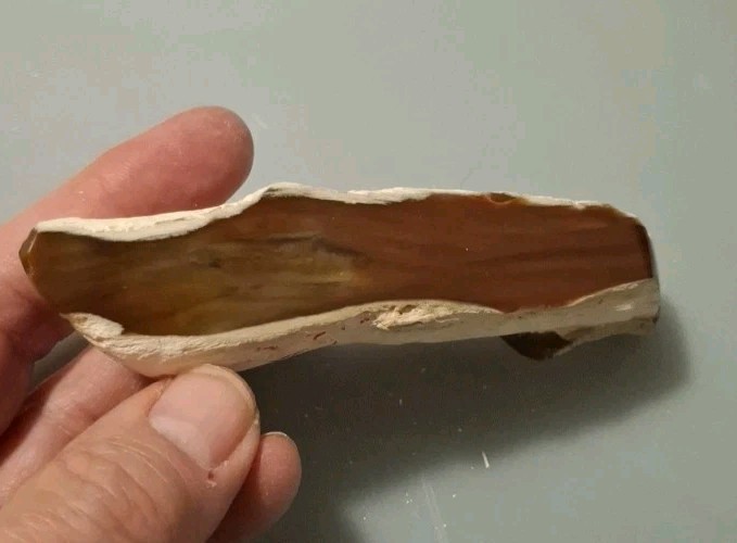 Fossilized Wood Polished