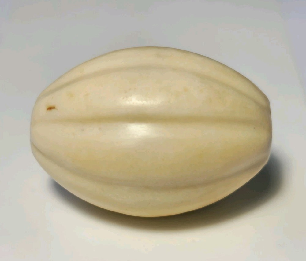 ANCIENT LARGE WESTERN ASIAN SHELL MELON SHAPE BEAD (29mm x 20.5mm)
