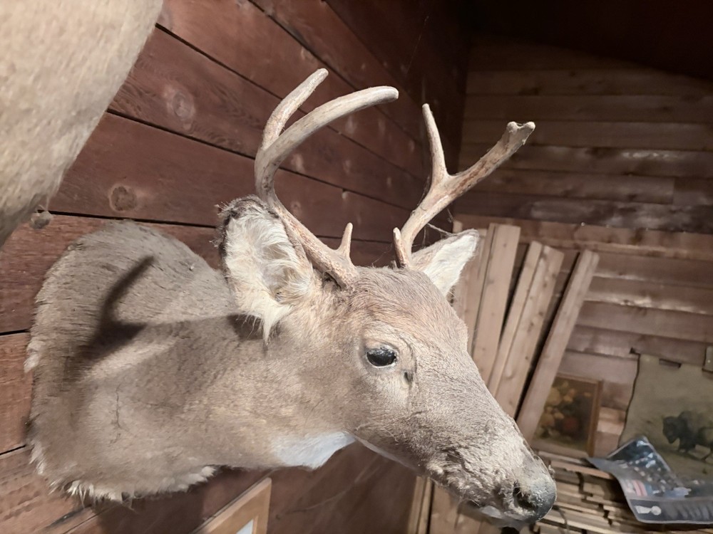Deer Mount