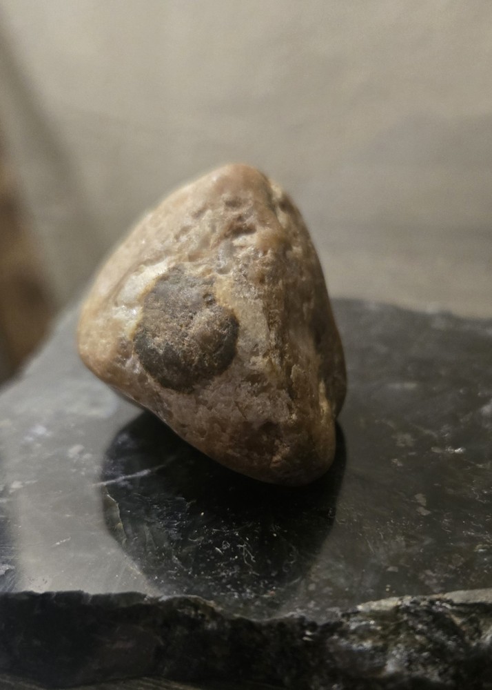 Rare Petrified Reptile Head
