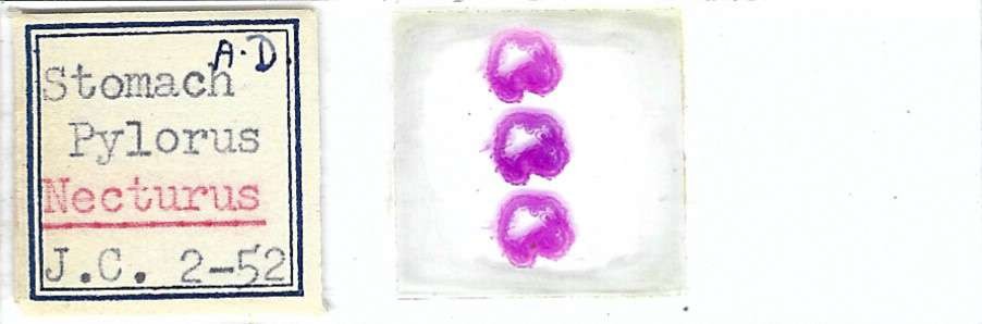 Necturus Stomach Pylorus Microscope Slide