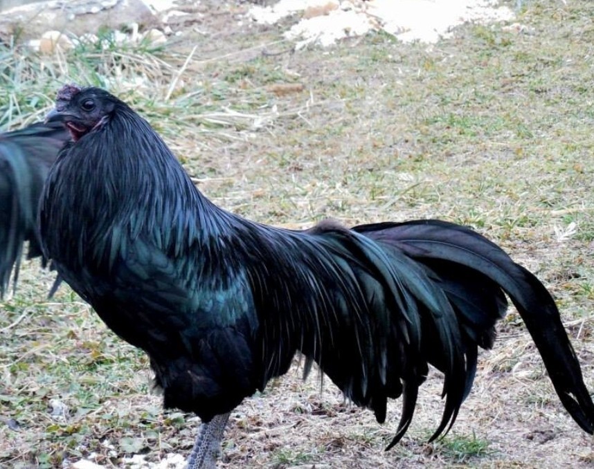 6 Blue and Black Sumatra Hatching Chicken Eggs