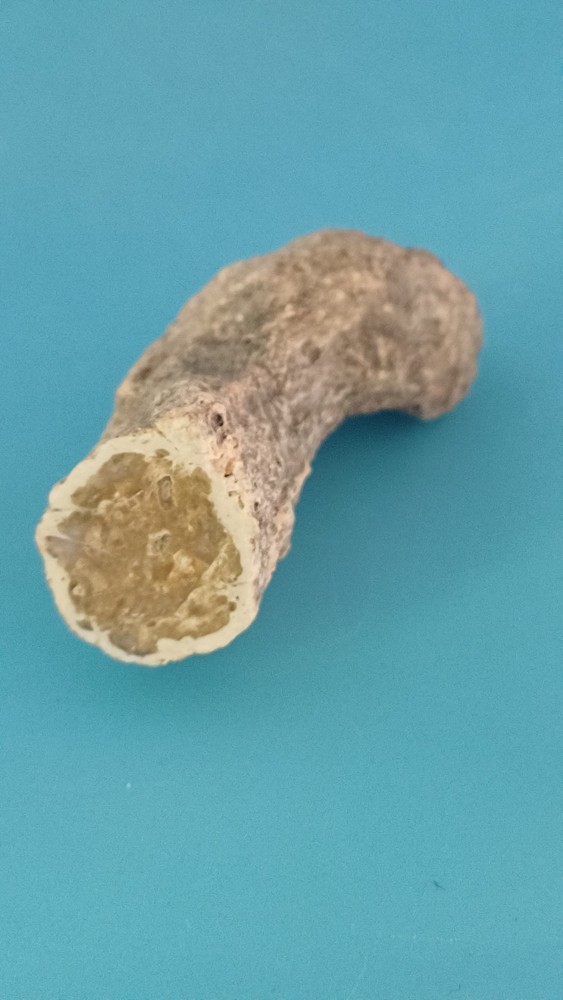 Fossiled Branch/ Root From Madagascar