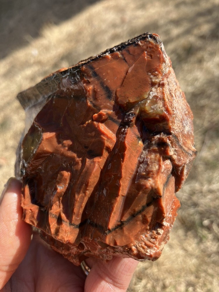 Arizona Petrified Wood