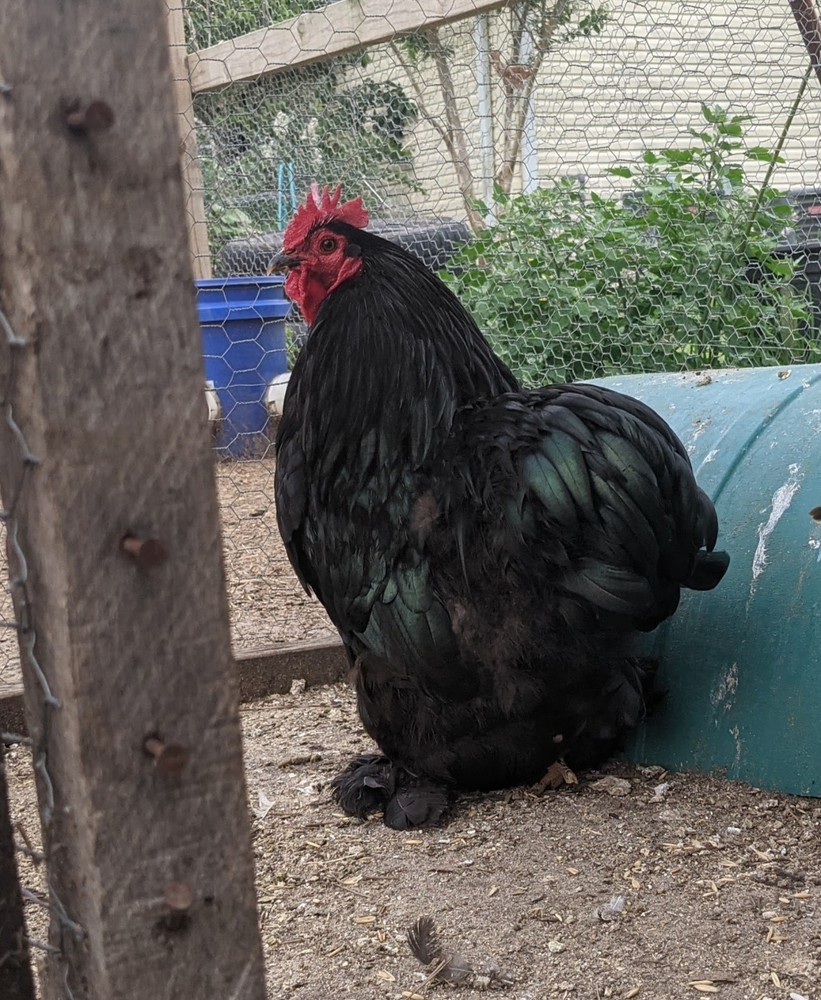 12++ Bantam Cochin Hatching Eggs