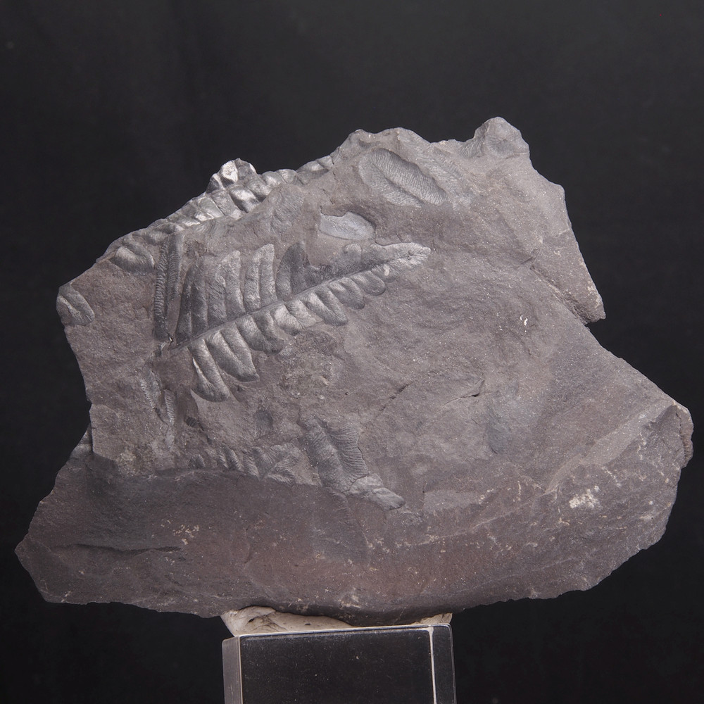 FERN FOSSIL - Carboniferous - Leon - SPAIN 0I70