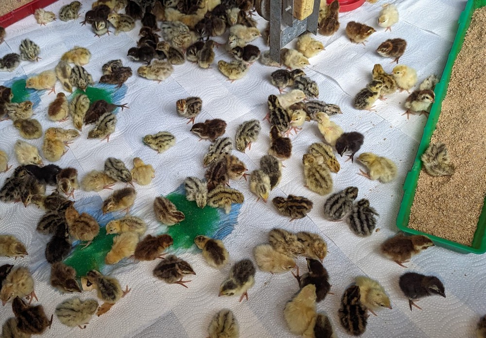 130 ++ Rainbow Coturnix Quail Hatching Eggs NPIP