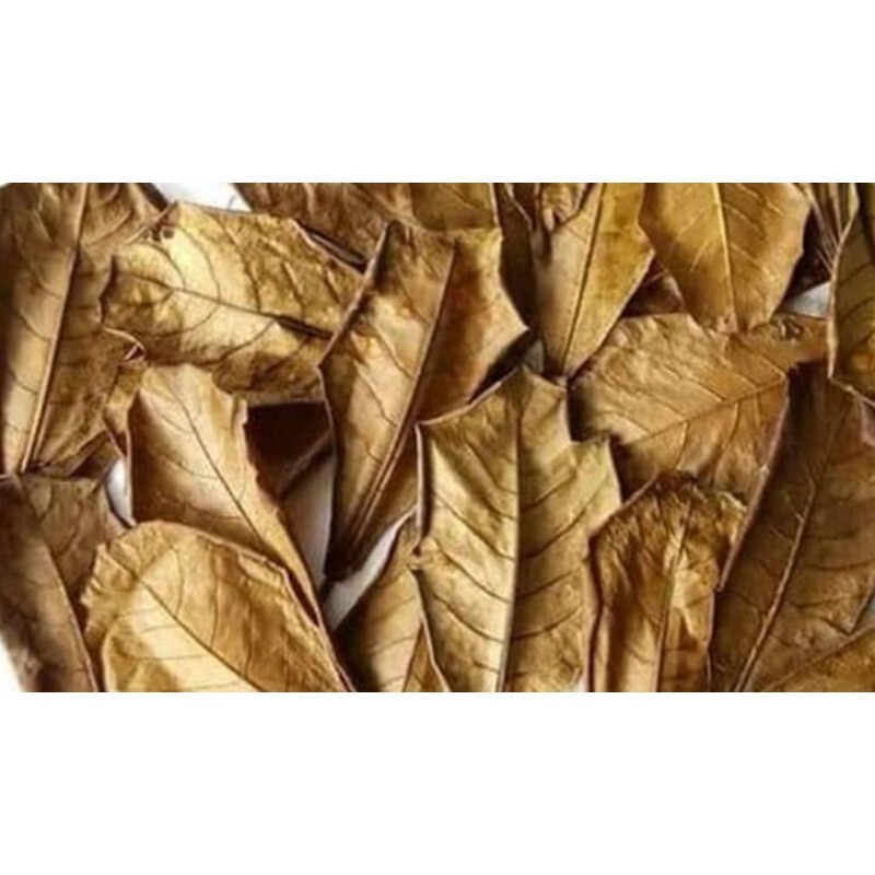 Catappa /ketapang leaves 25 pcs