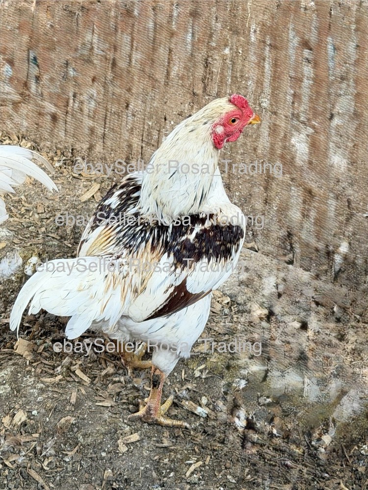 Red white Laced Cornish Bantam Hatching Eggs 10 Pcs