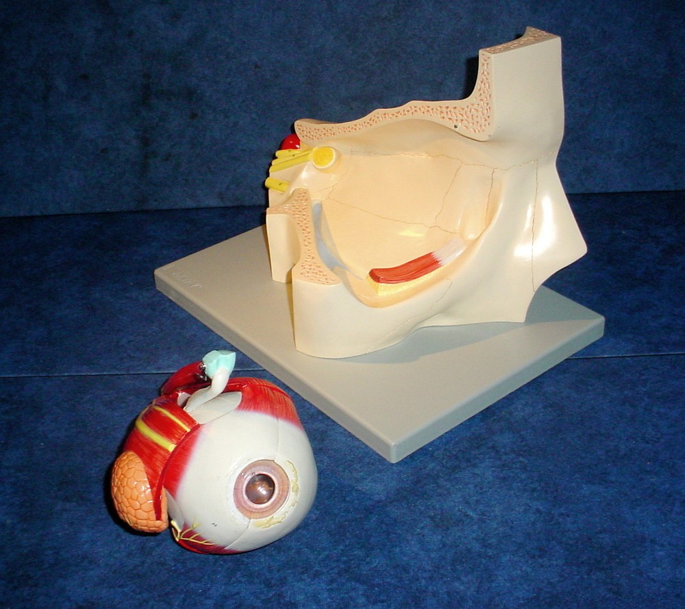 Altay Scientific Eye with Orbit Model - 5 Times Normal Size #3