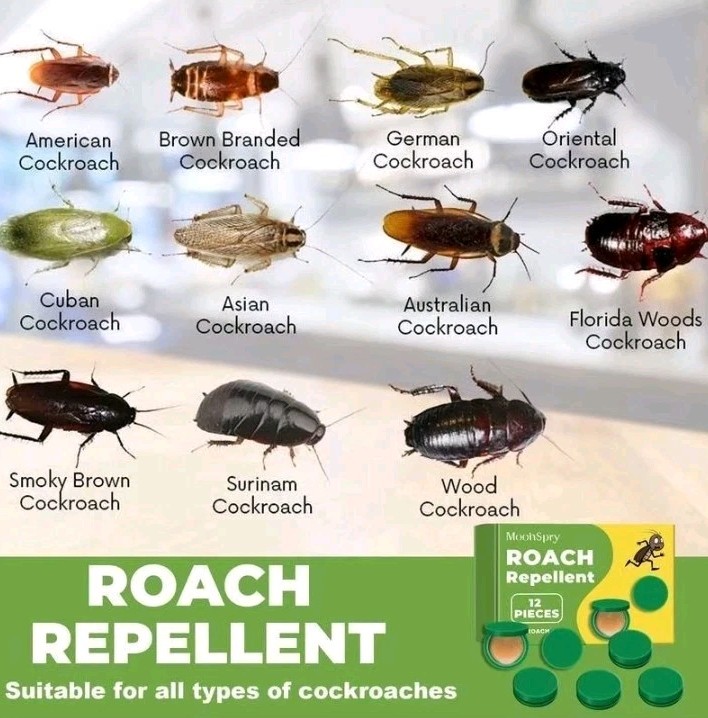Moonspry Roach Repellent, Domestic Dormitory Kitchen Powerful Cleaning Cockroach