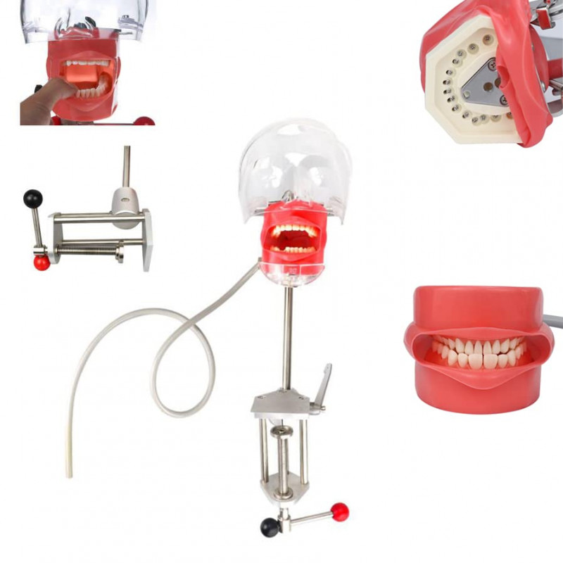 Teeth Model Training Mount Fixed on Desk Training Manikin for Dental Schools US