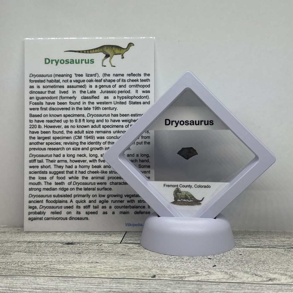 Dryosaurus Extinct Dinosaur Eggshell Fossil Piece in Display Case