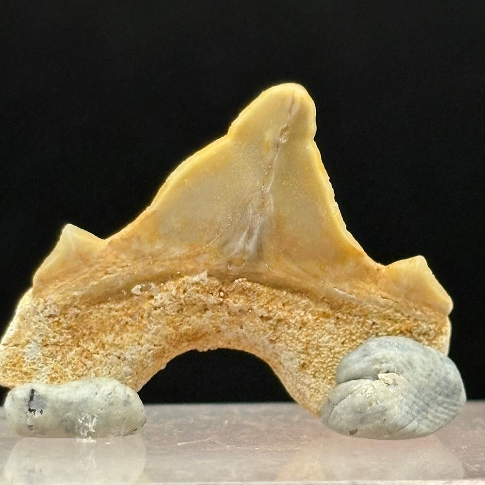 PATHOLOGICAL SHARK TOOTH - Paleogene, Paleocene - Oued Zem - MOROCCO BB10