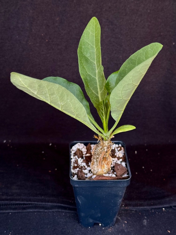 Cephalopetandra ecirrhosa , caudiciform