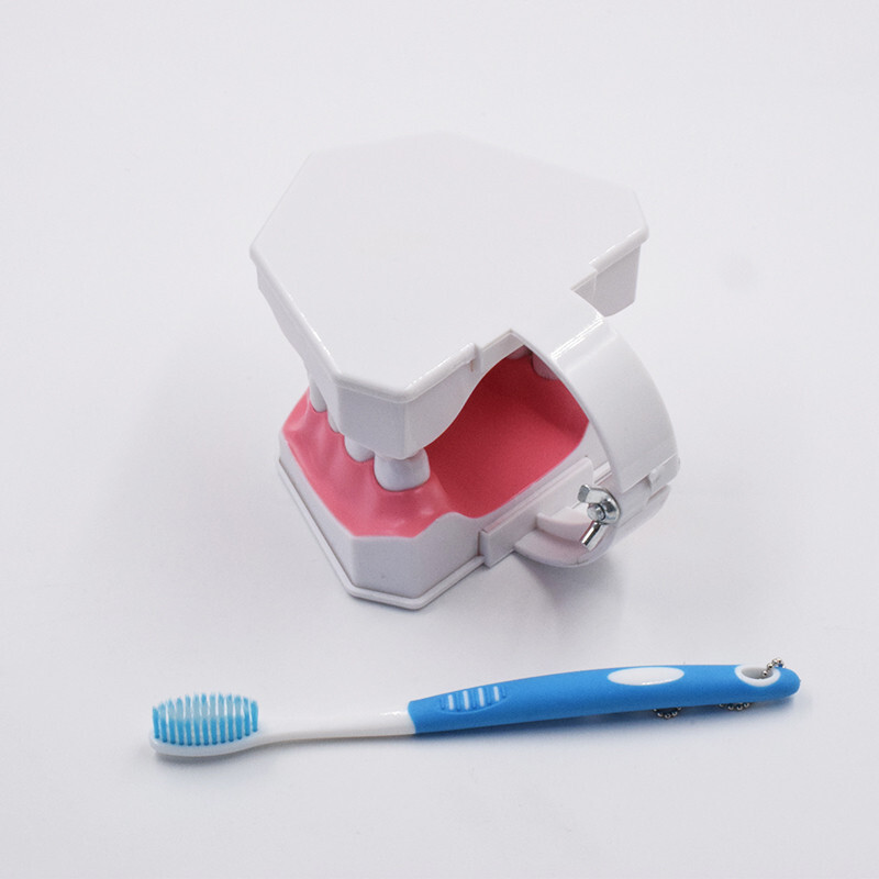 10Pcs Dental High Quality Study Teeth Model Colgate 2Times Large With  Removable